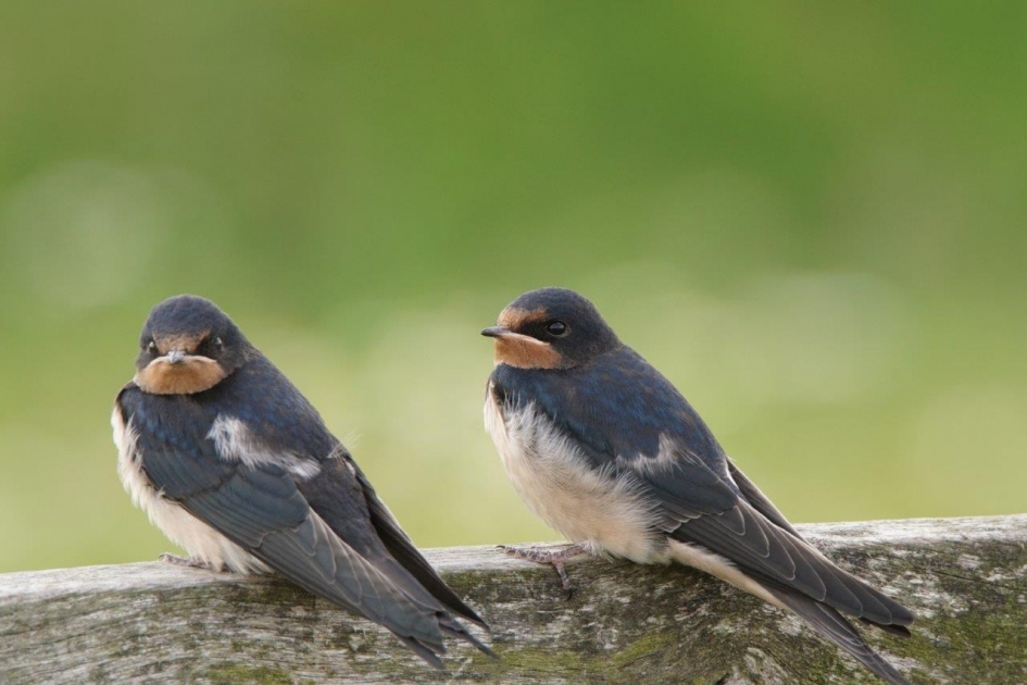 Wachten op moeder - Vogels - Boerenzwaluw