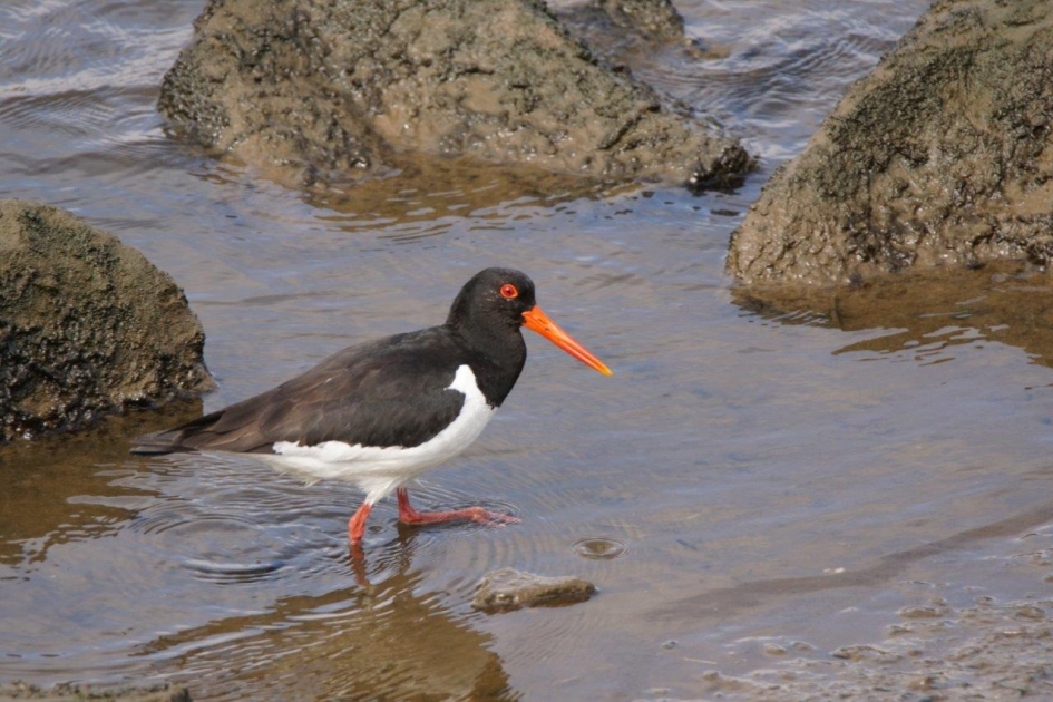 Wad loper - Vogels - Scholekster