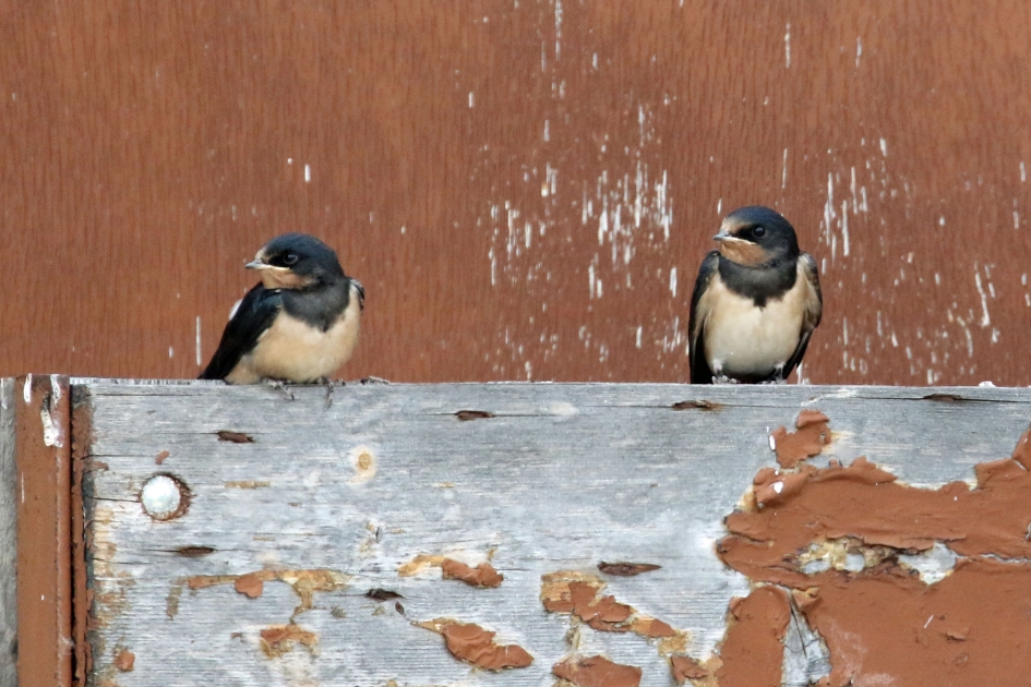 Wanneer kwam die schilder? - Vogels - Boerenzwaluwen