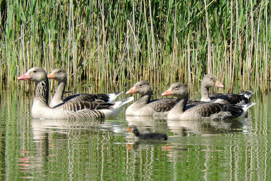 Wat doet die kleine hier?! - Vogels - Grauwe gans