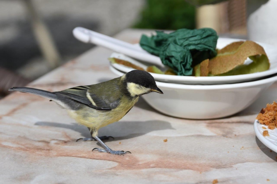 Wat zie ik? - Vogels - 