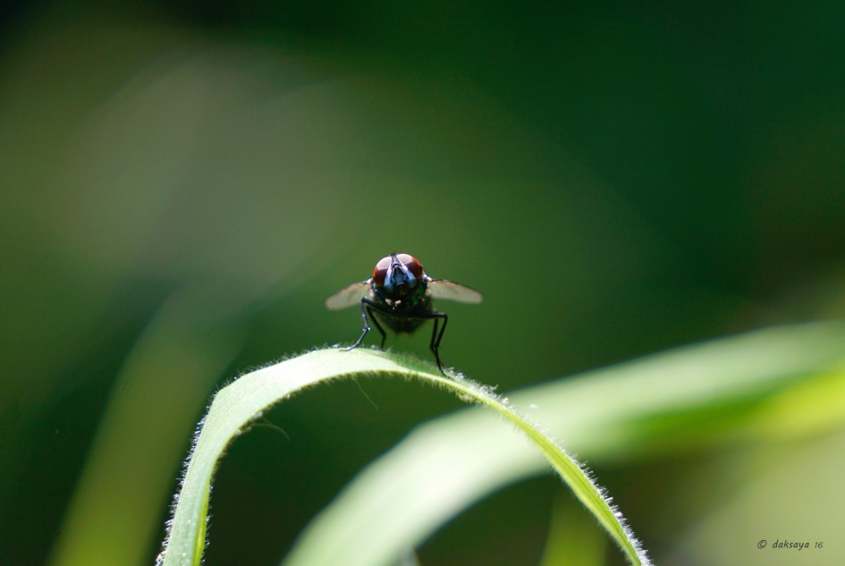 Wat zit daar toch in het gras? - Geleedpotigen - 