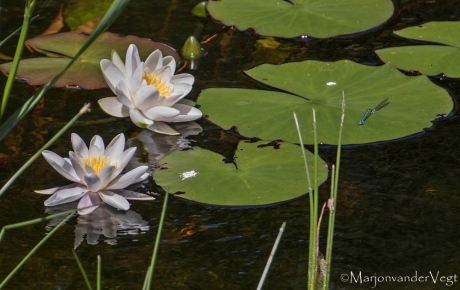 Waterlelie's