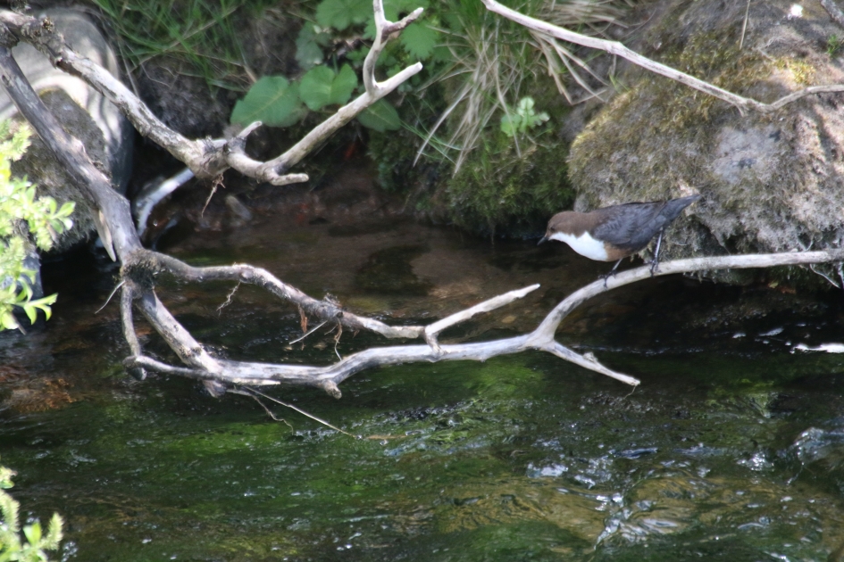 waterwerk - Vogels - Waterspreeuw