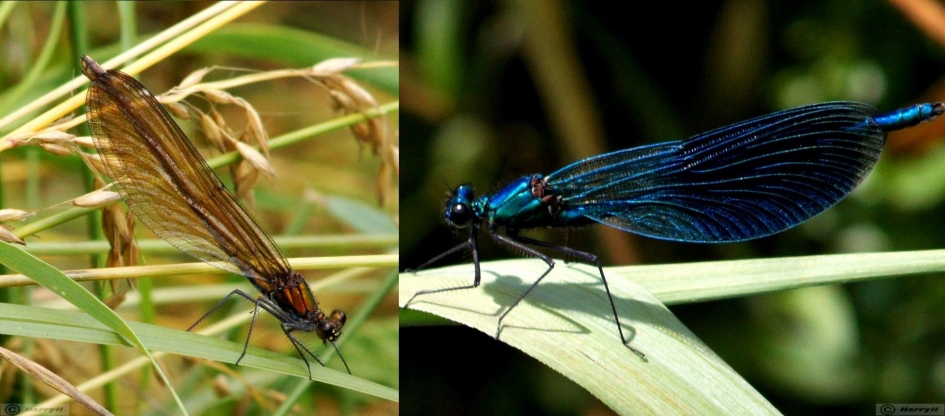 Weidebeekjuffer, Calopteryx splendens .paartje - Geleedpotigen - 