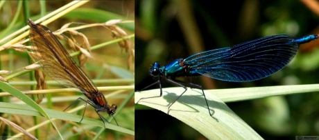 Weidebeekjuffer, Calopteryx splendens .paartje