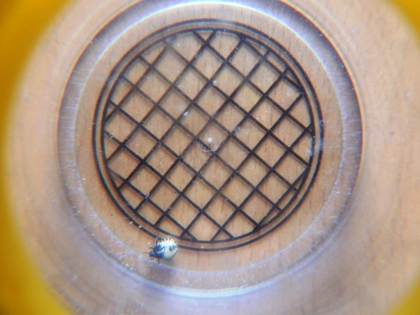 welk insect