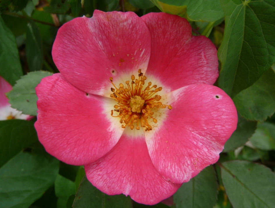 Wild roosje - Planten - 