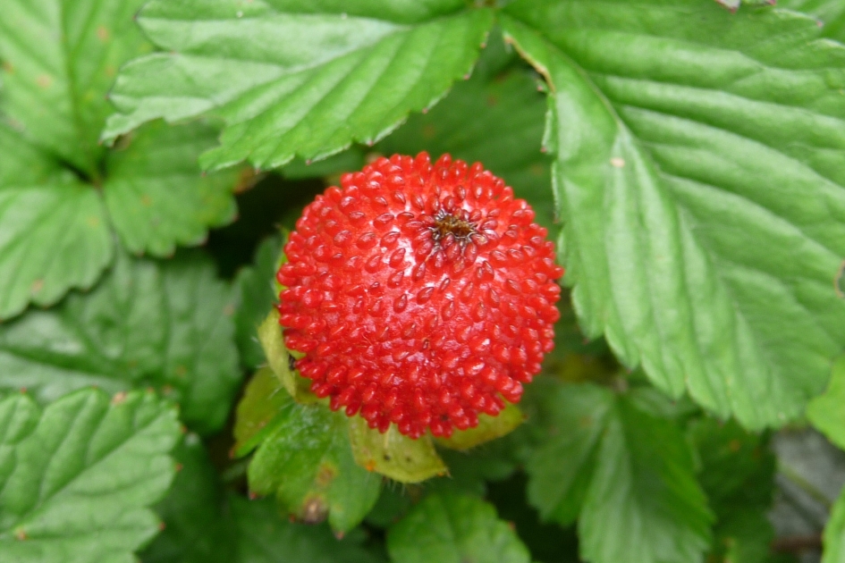 Schijn aardbei - Planten - 