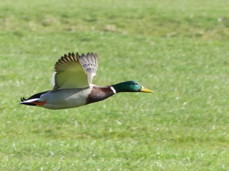 Wilde eend in de vlucht