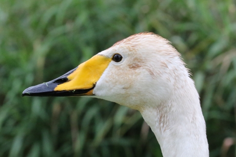 Wilde zwaanportret