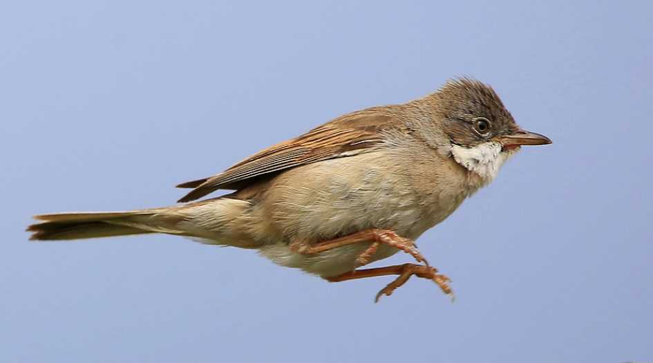 Witkeeltje springt ... - Vogels - Grasmus