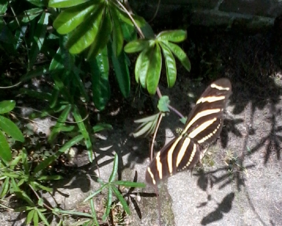 Zebravlider - Geleedpotigen - Zebravlinder