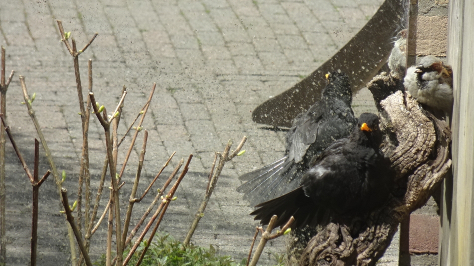 zonnebaden van twee kanten - Vogels - merel + mus