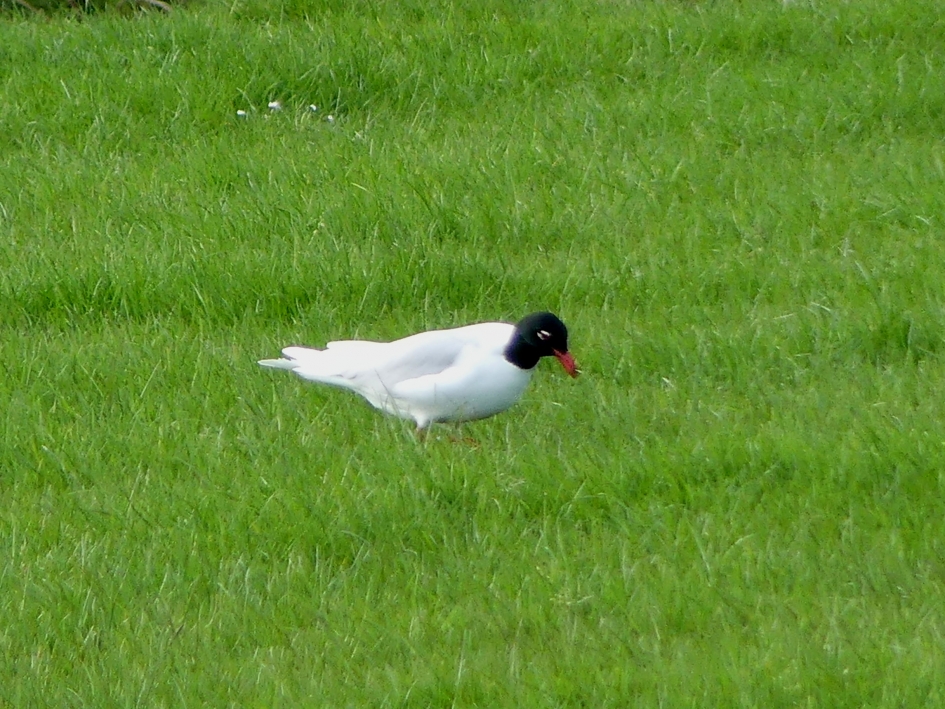 Zwartkopmeeuw in het weiland. - Vogels - Zwartkopmeeuw