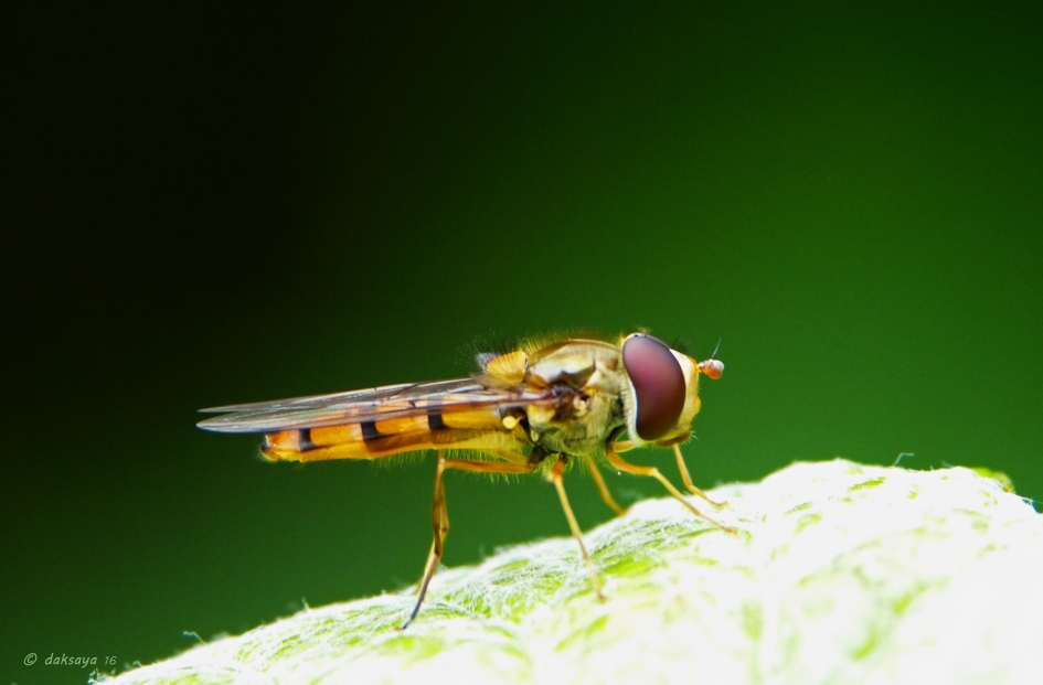 Zweefvliegje - Geleedpotigen - 