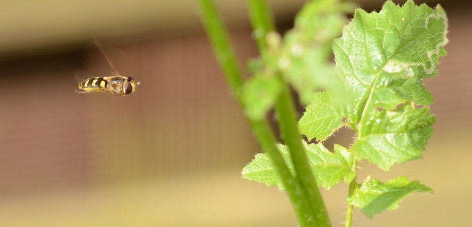Zweefvliegje - Geleedpotigen - Zweefvlieg spec.