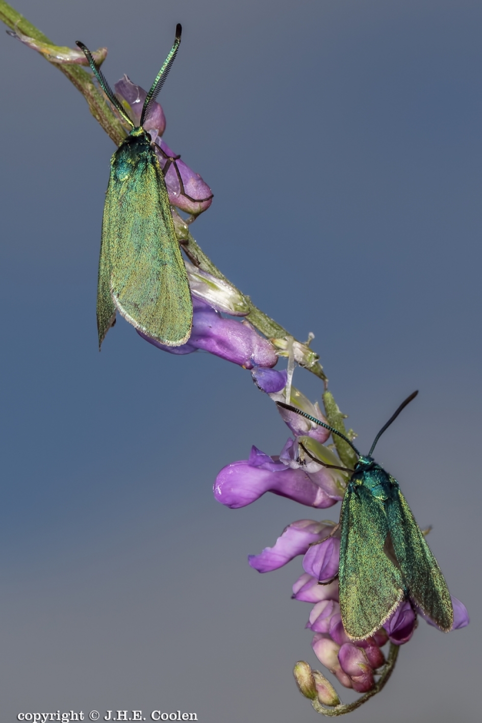 2 - Geleedpotigen - Metaalvlinder / Standkruidvlinder