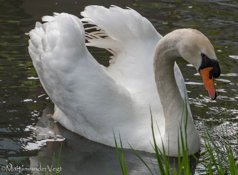 A Beauty - Vogels - zwaan