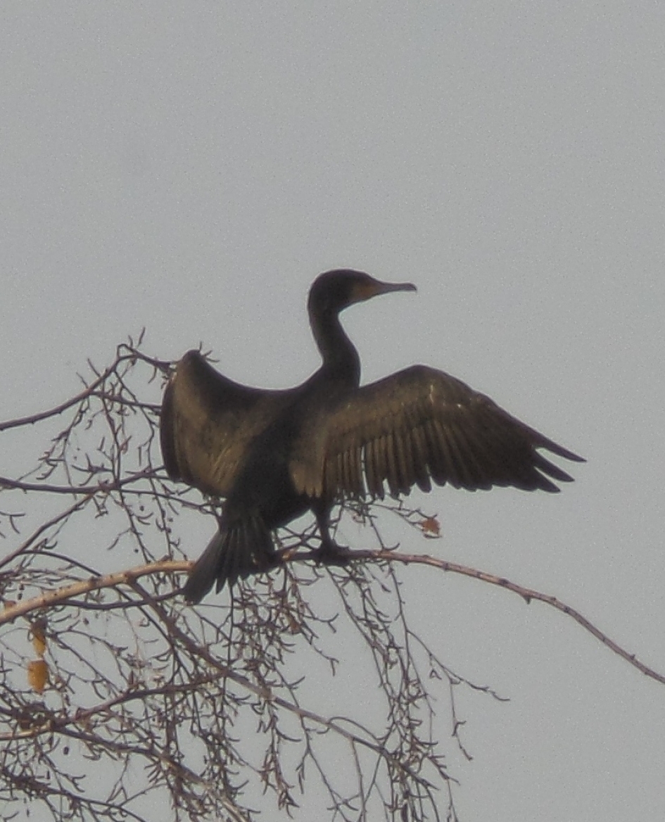 Aalscholver droogt zijn veren - Vogels - Aalscholver