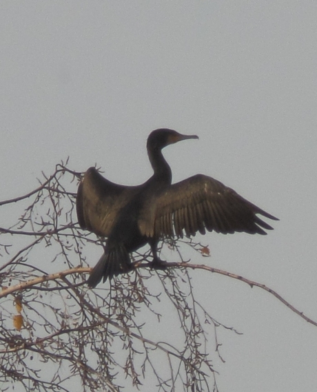 Aalscholver droogt zijn veren