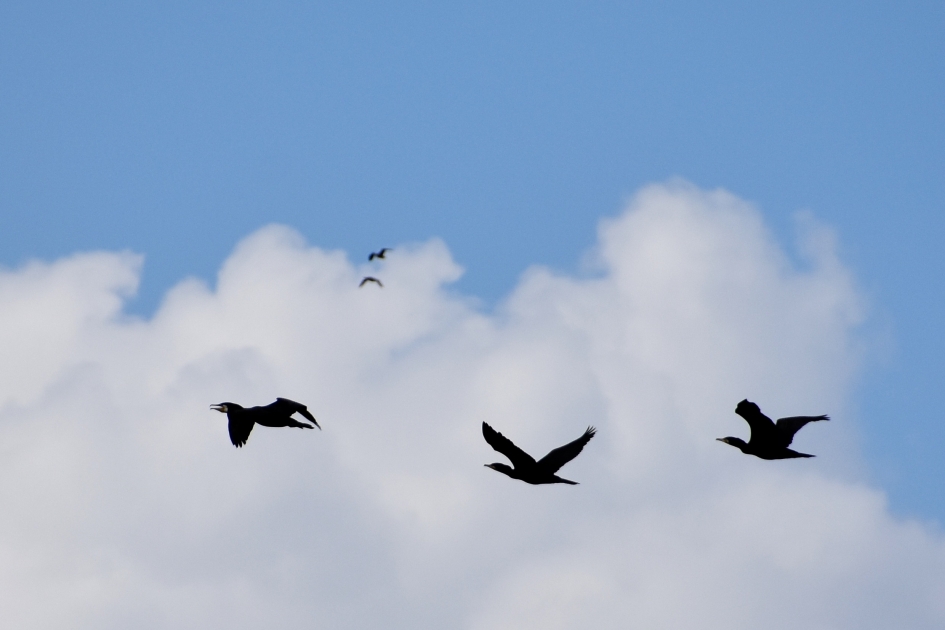 Aalscholvers - Vogels - 