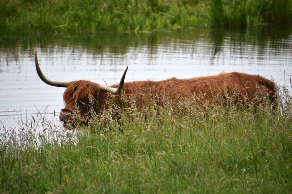 Aan de waterkant.. - Zoogdieren - 