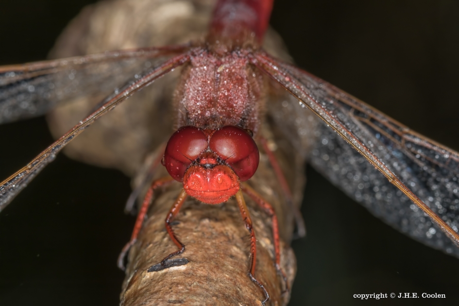 Aapje - Geleedpotigen - Vuurlibel
