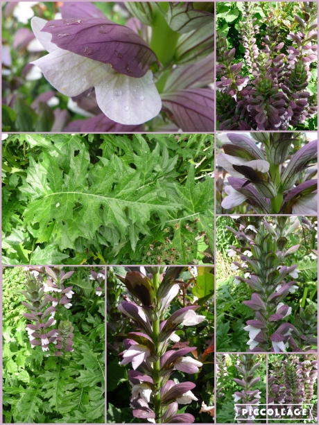 Acanthus