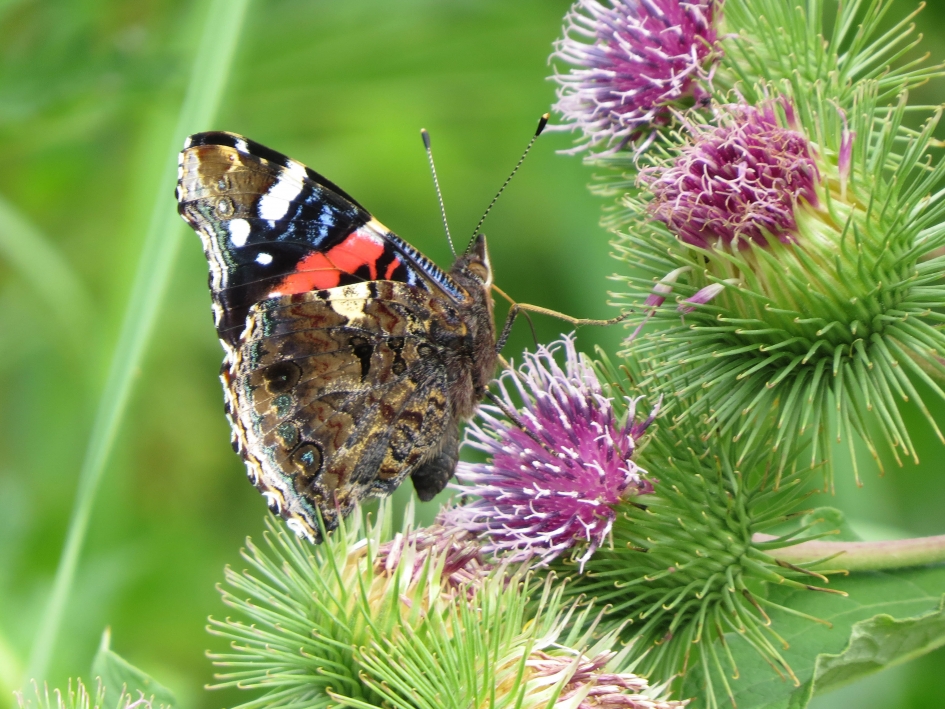 Atalanta - Geleedpotigen - 