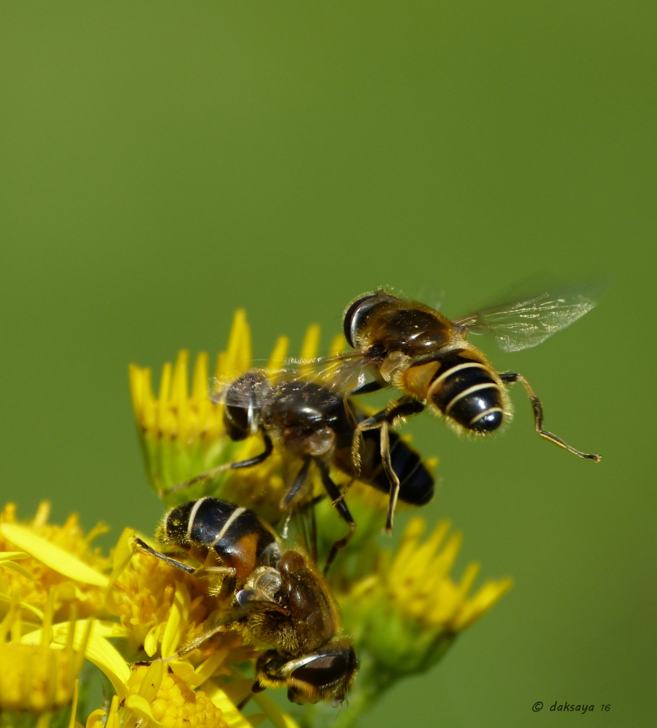 Baltsgedrag (3) - Geleedpotigen - Puntbijvlieg
