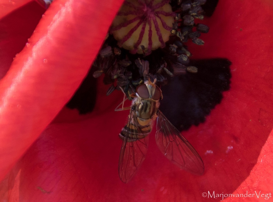 Bezoek - Planten - klaproos