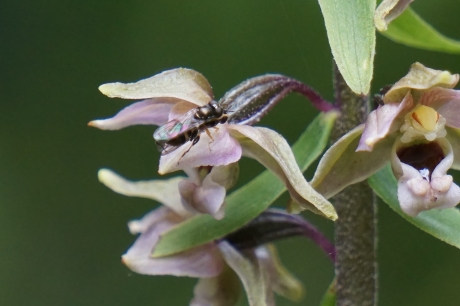 bezoek op de wespenorchis