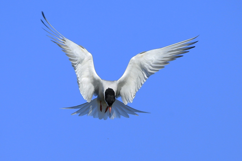 Bidden - Vogels - Visdief