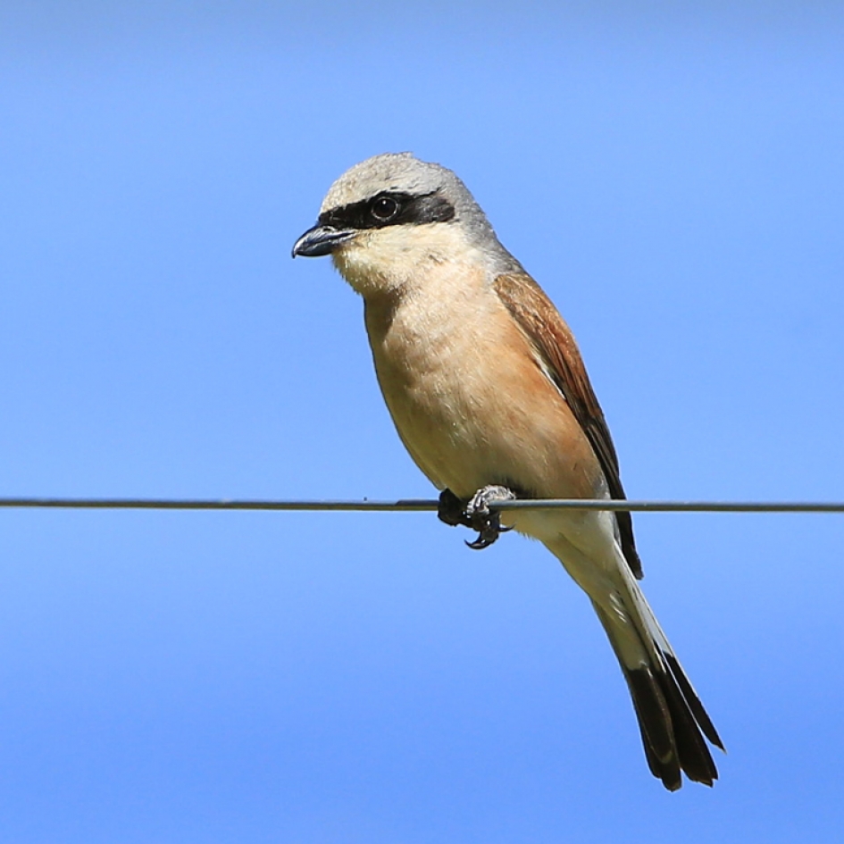 Bird on a wire - Vogels - Grauwe Klauwier