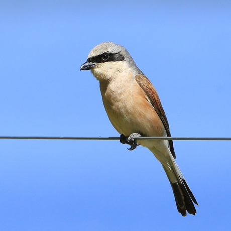 Bird on a wire