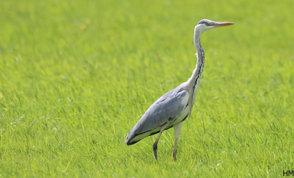 blauwe reiger - Vogels - Blauwe Reiger