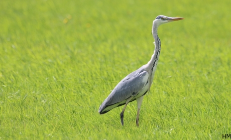 blauwe reiger