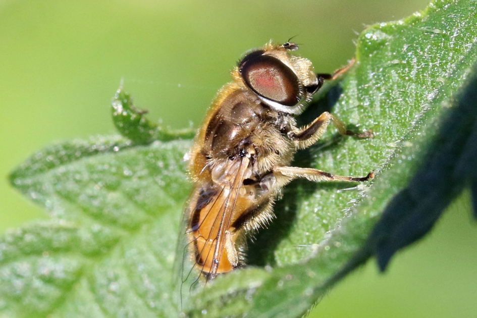 Blinde bij (?) - Geleedpotigen - 