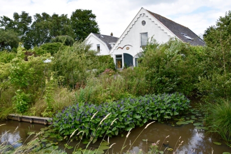 Bloemen langs de sloot