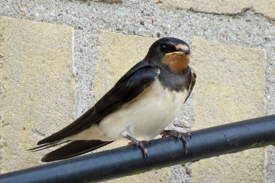 Boerenzwaluw - Vogels - 
