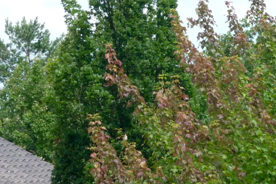 Bomen kleuren - Planten - 