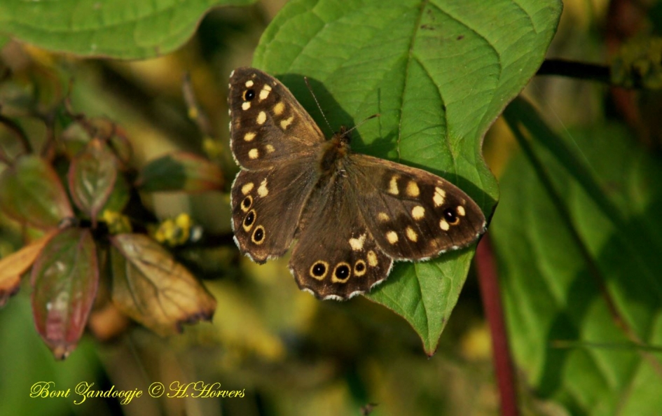 Bont Zandoogje - Geleedpotigen - 