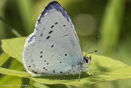 Boomblauwtje
