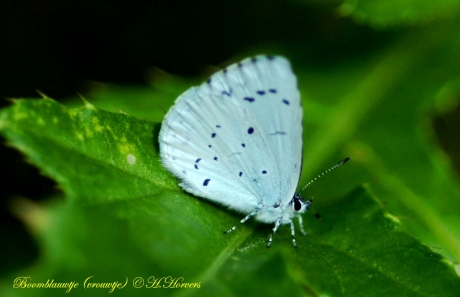 Boomblauwtje (vrouwtje)