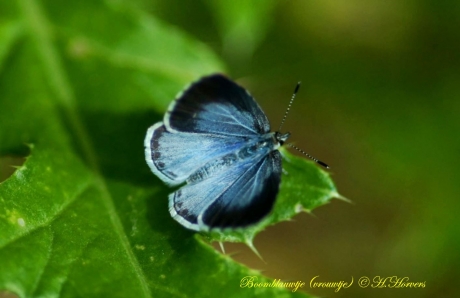 Boomblauwtje (vrouwtje)