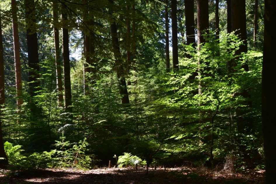 Bos - Planten - 