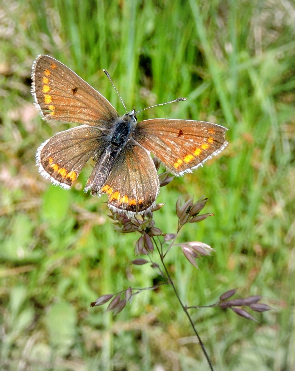Bruin en toch blauw - Geleedpotigen - Bruin blauwtje