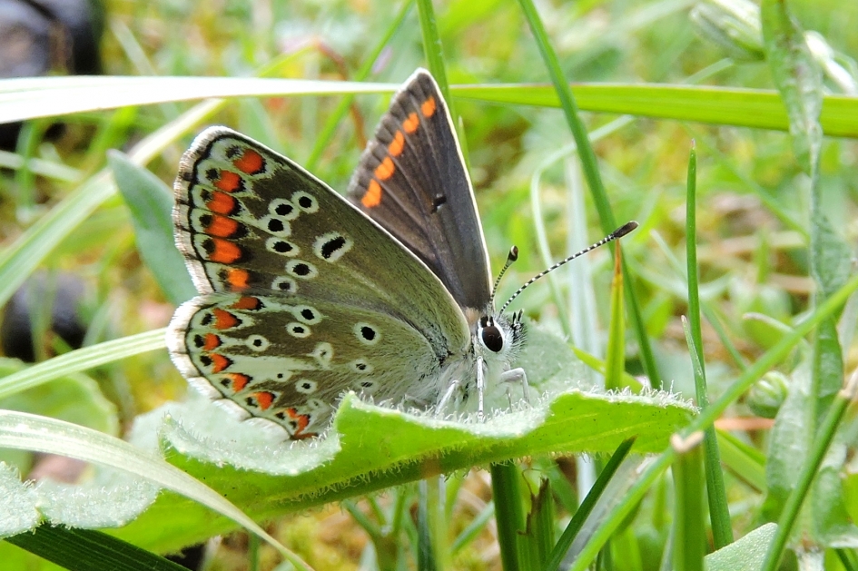 Bruintje - Geleedpotigen - Bruin blauwtje