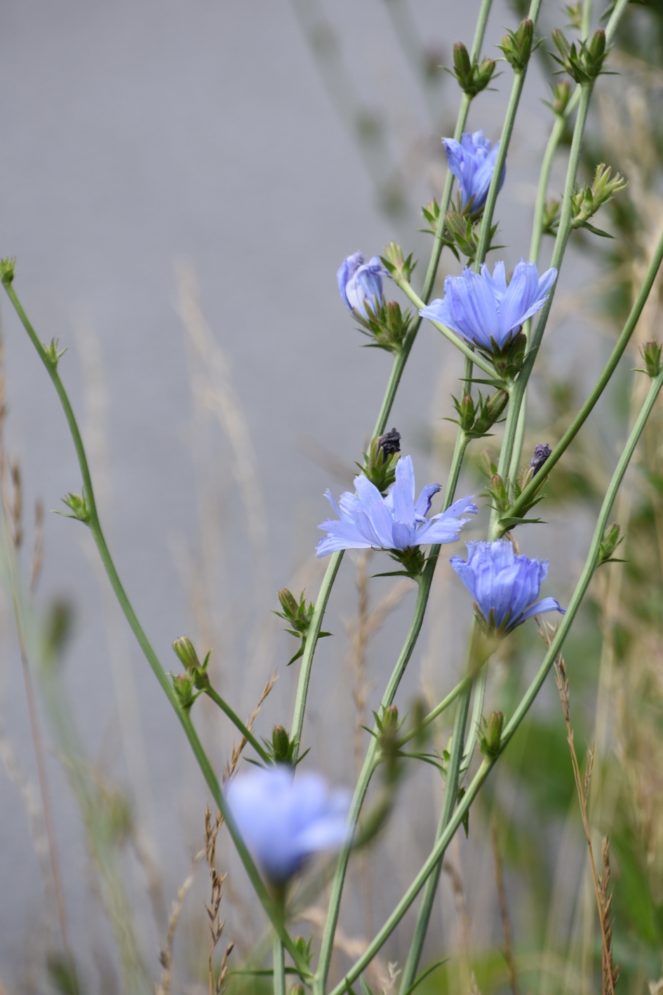 Cichorei - Planten - 